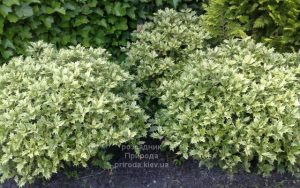 Османтус різнолистний Гошики (Osmanthus heterophyllus Goshiki) ФОТО Розсадник рослин Природа (1)