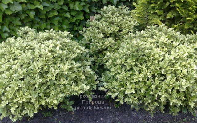 Османтус різнолистний Гошики (Osmanthus heterophyllus Goshiki) ФОТО (1) Османтус різнолистний Гошики (Osmanthus heterophyllus Goshiki) ФОТО Розсадник рослин Природа (1)
