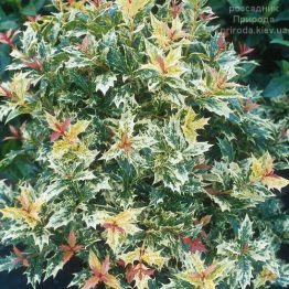 Османтус різнолистний Гошики (Osmanthus heterophyllus Goshiki) ФОТО Розсадник рослин Природа (2)