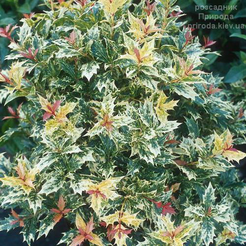 Османтус різнолистний Гошики (Osmanthus heterophyllus Goshiki) ФОТО (2) Османтус різнолистний Гошики (Osmanthus heterophyllus Goshiki) ФОТО Розсадник рослин Природа (2)