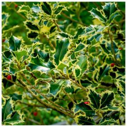 Падуб Аргентеа Маргіната (Ilex aquifolium argentea marginata) ФОТО Розсадник рослин Природа
