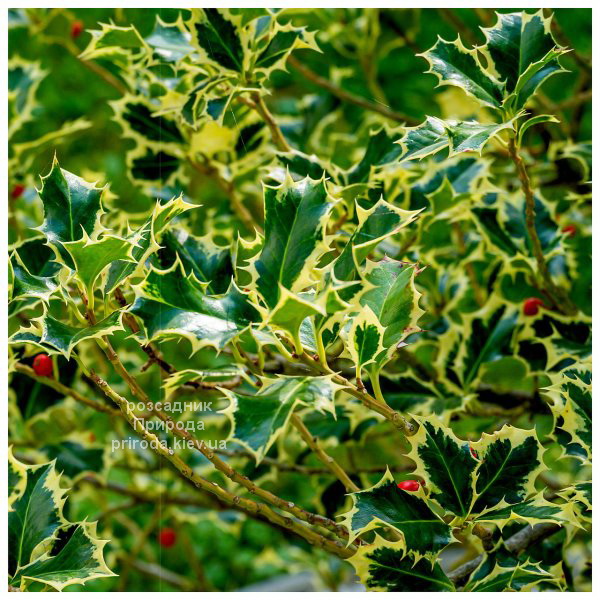 Падуб Аргентеа Маргіната (Ilex aquifolium argentea marginata) ФОТО Розсадник рослин Природа Падуб Аргентеа Маргіната (Ilex aquifolium argentea marginata) ФОТО Розсадник рослин Природа