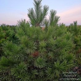 Сосна Орегонська (Pinus ponderosa) ФОТО Розсадник рослин Природа (4)