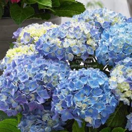 Гортензія великолиста Блю Балад (Hydrangea macrophylla Blue Ballad) ФОТО Розсадник рослин Природа