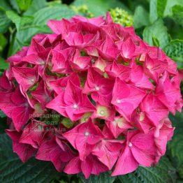 Гортензія великолиста Альпенглюхен (Hydrangea macrophylla Alpengluhen) ФОТО Розсадник рослин Природа