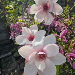 Магнолія Серене (Magnolia Serene) ФОТО Розсадник рослин Природа (18)