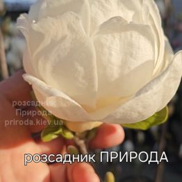 Магнолія Кристал Тюліп (Magnolia Crystal Tulip) ФОТО Розсадник рослин Природа (6)