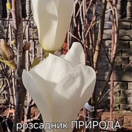 Магнолія Дабл Діамонд (Magnolia denudata Double Diamond) ФОТО Розсадник рослин Природа (2)