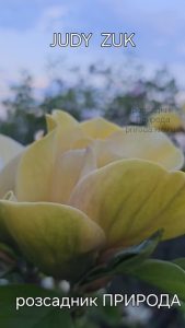 Магнолія Джуді Зук (Magnolia Judy Zuk) ФОТО Розсадник рослин Природа (10)