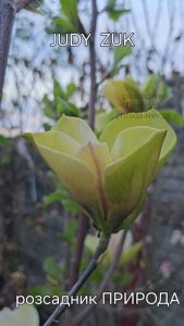 Магнолія Джуді Зук (Magnolia Judy Zuk) ФОТО Розсадник рослин Природа (6)