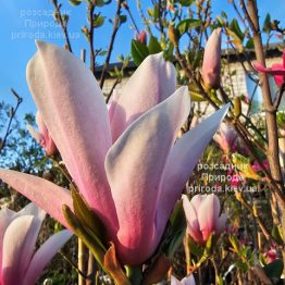 Магнолія Суланжа Пінкі (Magnolia Pinkie) ФОТО Розсадник рослин Природа (11)