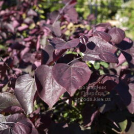 Церцис канадський Мерлот (Cercis canadensis Merlot) ФОТО Розсадник рослин Природа (2)