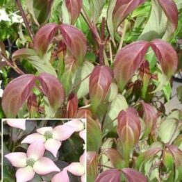 Дерен Коуза Капучіно (Cornus kousa Cappucino) ФОТО Розсадник рослин Природа