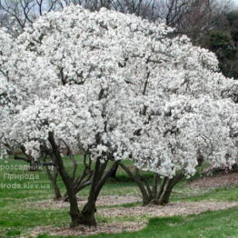 Магнолія кобус (Magnolia kobus) ФОТО Розсадник рослин Природа (1)