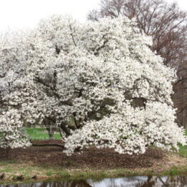 Магнолія кобус (Magnolia kobus) ФОТО Розсадник рослин Природа (2)