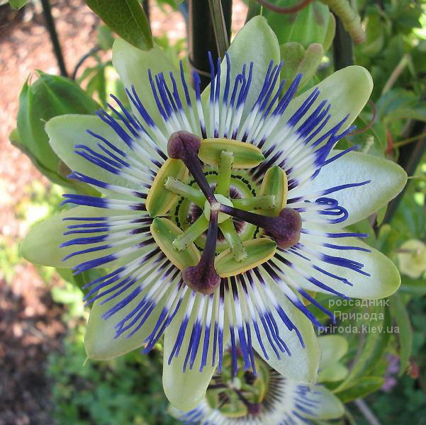 Passiflora-caerulea (1) Пасифлора Блакитна (Passiflora caerulea) ФОТО Розсадник рослин Природа (1)