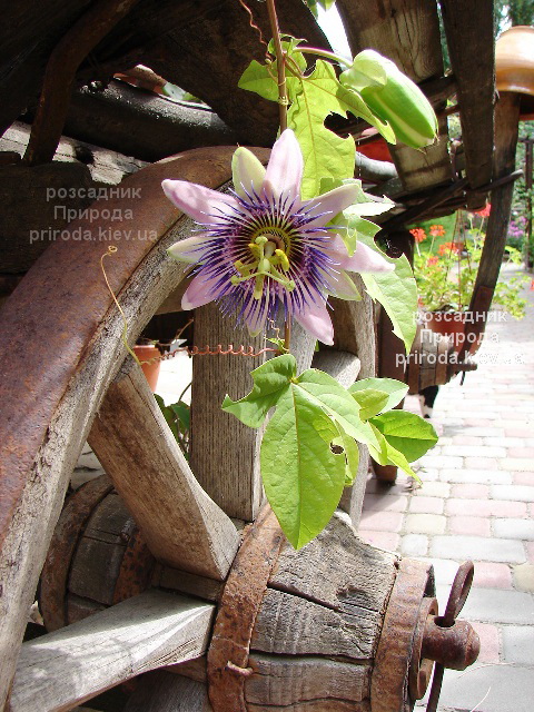 Passiflora-caerulea (2) Пасифлора Блакитна (Passiflora caerulea) ФОТО Розсадник рослин Природа (2)