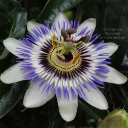 Пасифлора Блакитна (Passiflora caerulea) ФОТО Розсадник рослин Природа (5)