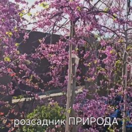 Церцис канадський Травеллер (Cercis canadensis Traveller) ФОТО Розсадник рослин Природа (10)