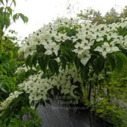 Дерен Коуза Бултінкс Джайант Флаверс (Cornus kousa Bultincks Giant Flowers) ФОТО Розсадник рослин Природа