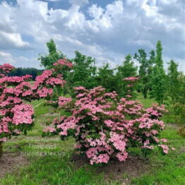 Дерен Коуза Сатомі (Cornus kousa Satomi) ФОТО Розсадник рослин Природа (1)