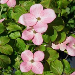 Дерен Коуза Сатомі Компакт (Cornus kousa Satomi Compact)