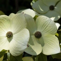 Дерен Коуза Шметтерлінг (Cornus kousa Schmetterling) ФОТО Розсадник рослин Природа