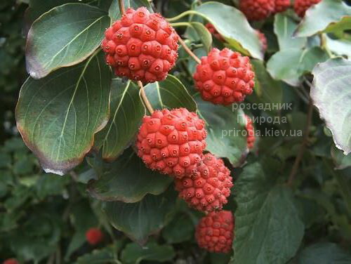 Дерен Коуза Тевтонія (Cornus kousa Teutonia) ФОТО (1) Дерен Коуза Тевтонія (Cornus kousa Teutonia) ФОТО Розсадник рослин Природа (1)