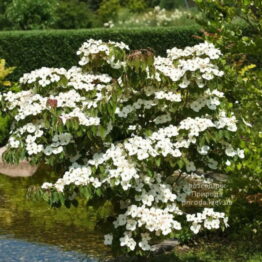 Дерен Коуза Тевтонія (Cornus kousa Teutonia) ФОТО Розсадник рослин Природа (2)