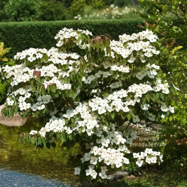 Дерен Коуза Тевтонія (Cornus kousa Teutonia) ФОТО Дерен Коуза Тевтонія (Cornus kousa Teutonia) ФОТО Розсадник рослин Природа (2)