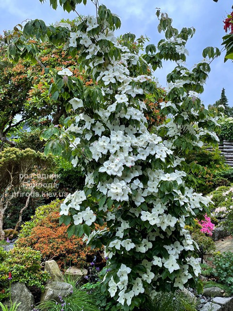 Дерен Коуза Тевтонія (Cornus kousa Teutonia) ФОТО Дерен Коуза Тевтонія (Cornus kousa Teutonia) ФОТО Розсадник рослин Природа (3)