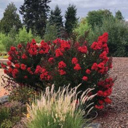 Бузок індійський (Лагерстремія) Ендьюрінг Саммер Ред (Lagerstroemia indica Enduring Summer Red)