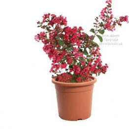 Бузок індійський (Лагерстремія) повзучий червоний (Lagerstroemia indica strisciante Rossa)