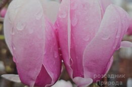 Магнолія Фестіроуз (Magnolia denudata Festirose) ФОТО Розсадник рослин Природа (13)