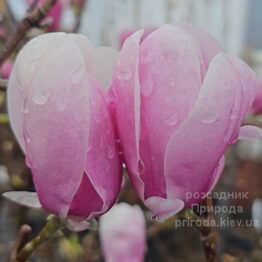 Магнолія Фестіроуз (Magnolia denudata Festirose) ФОТО Розсадник рослин Природа (13)
