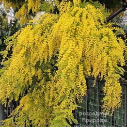 Мімоза (Акація срібляста, Acacia Dealbata) ФОТО Розсадник рослин Природа (5)