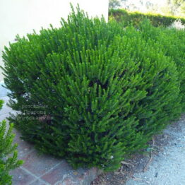 Мірт (Myrtus) ФОТО Розсадник рослин Природа (2)