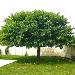 Шовковиця платанолиста Безплідна (Morus Platanifolia Fruitless) ФОТО Розсадник рослин Природа (2)