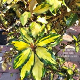 Маслинка Еббінге Мерілайн (Elaeagnus × ebbingei Maryline) ФОТО Розсадник рослин Природа (13)