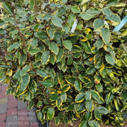 Маслинка Еббінге Вівелег (Elaeagnus × ebbingei Viveleg) ФОТО Розсадник рослин Природа (6)