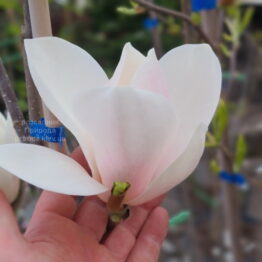 Магнолия Суланжа Коутс (Magnolia Coates) ФОТО Розсадник рослин Природа (4)