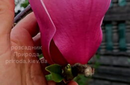 Магнолія Ред ес Ред (Magnolia Red as Red) ФОТО Розсадник рослин Природа (28)