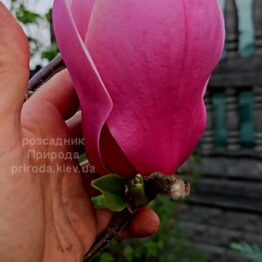 Магнолія Ред ес Ред (Magnolia Red as Red) ФОТО Розсадник рослин Природа (28)