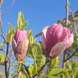 Магнолія Суланжа Александріна (Magnolia soulangeana Alexandrina) ФОТО Розсадник рослин Природа (8)