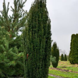 Тис ягідний Фастігіата Робуста (Taxus baccata Fastigiata Robusta) ФОТО Розсадник рослин Природа