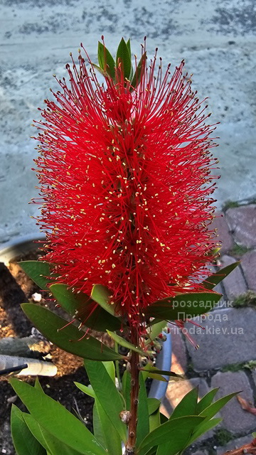 Каллістемон (Callistemon) ФОТО (1) Каллістемон (Callistemon) ФОТО Розсадник рослин Природа (1)