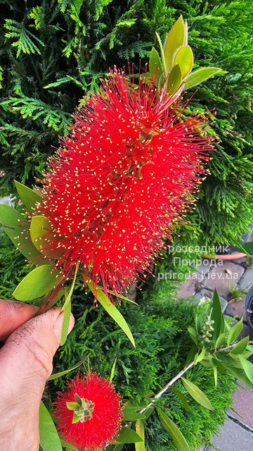 Каллістемон (Callistemon) ФОТО (2) Каллістемон (Callistemon) ФОТО Розсадник рослин Природа (2)
