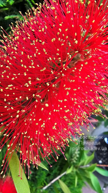 Каллістемон (Callistemon) ФОТО (3) Каллістемон (Callistemon) ФОТО Розсадник рослин Природа (3)