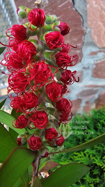 Каллістемон (Callistemon) ФОТО (4) Каллістемон (Callistemon) ФОТО Розсадник рослин Природа (4)