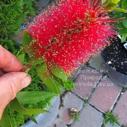Каллістемон (Callistemon) ФОТО Розсадник рослин Природа (5)